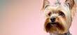 close up of a Yorkshire Terrier Dog with a pink pastel background. Dog fashion photo. Generative AI