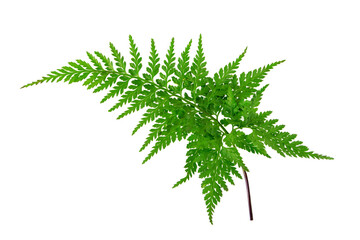 Wall Mural - Rumohra adiantiformis or leather fern or leatherleaf fern glossy dark green frond isolated transparent png