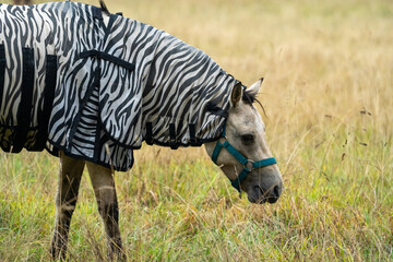 Wall Mural - Fly protection during summertime; Horse with fly blanket