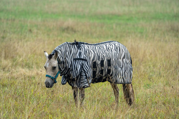 Wall Mural - Fly protection during summertime; Horse with fly blanket