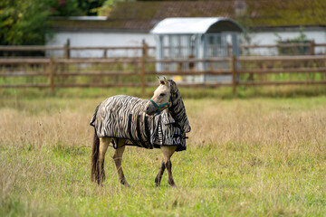 Wall Mural - Fly protection during summertime; Horse with fly blanket