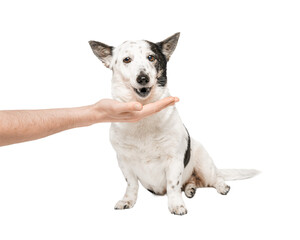 Black and white dog, isolate on a white background. The mongrel dog eats food from the hand.