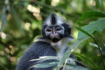 Thomas Leaf Monkey - Sumatra, Indonesia