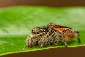 Wall Mural - Close up  beautiful jumping spider  