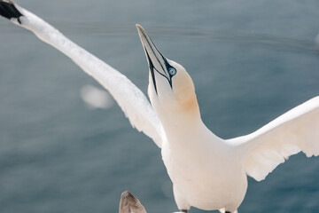 Gannets breeding on Island Helgoland in North Sea of Germany