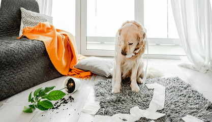 Sticker - Golden retriever dog playing with toilet paper