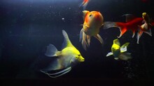 Stock Footage Of Ornamental Fish Swimming Freely In The Aquarium