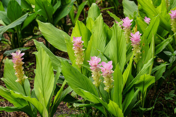 Sticker - lily of the valley