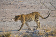 Lampart w Etosha National Park, Namibia