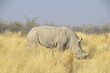 Nosorożec w Etosha Park, Namibia