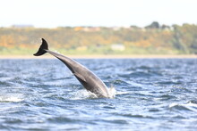 
Wild  Bottlenose Dolphins Tursiops Truncatus Breaching Close To The Shore While Wild Hunting For Salmon 
At Channory Point On The Blackisle In The Moray Firth In Scotland.