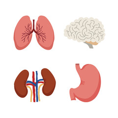 Wall Mural - Human Internal organs, cartoon anatomy body parts brain and lungs, stomach and kidneys, vector illustration