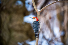 Red Bellied Woodpecker On A Branch In Winter
