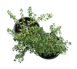 Wall Mural - Pots with aromatic green thyme isolated on white, top view