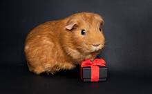 To Celebrate A Holiday. Congratulation From A Guinea Pig With A Gift On A Black Background. Place For An Inscription.