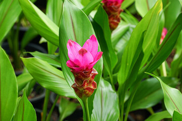 Poster - pink and yellow tulips