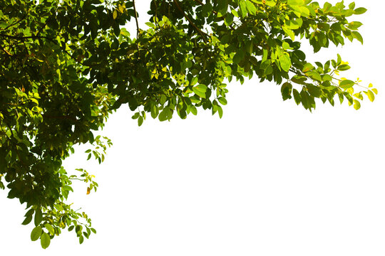 green leaves isolated on white