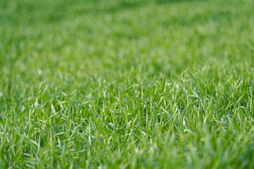 Close-up of freshly planted agriculture field at City of Zürich district Seebach on a blue cloudy winter day. Photo taken January 31st, 2023, Zurich, Switzerland.