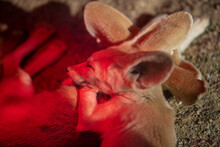 Cute Fennec Fox (Vulpes Zerda) Sleeping Under Red Neon Light. Closeup.