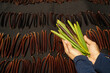 hand hold Vanilla brown to black and green pods, Drying ferments process for grading vanilla flavor.