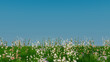 © RocknRoller Studios - Summer Field Wallpaper with copy-space. Natural Scene with Long Grass, Wild Flowers and Clear Blue Sky.