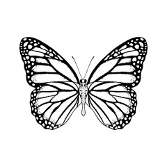 Sticker - Hand drawn butterfly