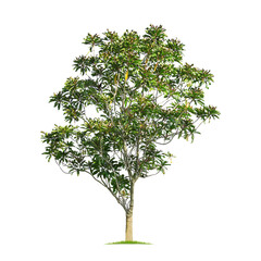 Wall Mural - green tree isolated on transparent background with clipping path, single tree with clipping path and