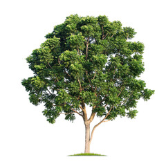 Wall Mural - green tree isolated on transparent background with clipping path, single tree with clipping path and