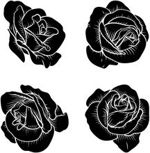 A Set Of Roses. Each Rose Flower In A Vintage Woodcut Engraving Illustration Style.