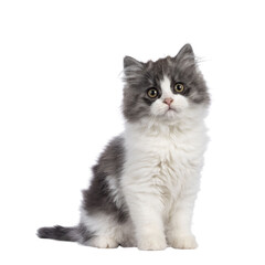 very cute blue with white Tailed Cymric aka Longhaired Manx cat kitten, sitting up side ways. Looking straight into camera with the sweetest eyes. isolated cutout on a transparent background.