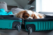© Татьяна Волкова - Portrait of sleepy Cavalier King Charles spaniel dog pet lying in suitcase waiting for owner, relaxing after travelling.