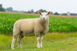 Close-up of a beautiful dike sheep on farm background