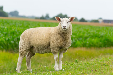 Wall Mural - Isolated dike sheep is looking at you from its meadow on farm background