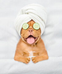 Aufkleber - Funny Mastiff puppy with towel on it head and with a piece of cucumber on it eyes relaxing on the bed at home. Top down view