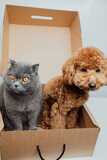 Fototapeta Psy - Pets portrait. A gray cat and a brown poodle dog all sit in a brown box on a white background. Front view