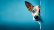 A Portrait of a jack russell terrier dog hiding behind blue wall. It looks frightened, generative ai