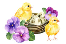Spring Bird In The Nest, Chickens And Floral Decoration On Isolated White Background. Watercolor Hand Drawn Illustration