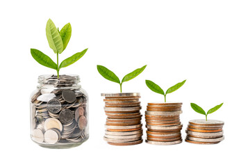 Wall Mural - Tree plumule leaf on save money coins, Business finance saving banking investment concept.