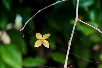 yellow flower on the spider net