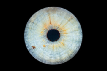 Wall Mural - Human eye iris close up isolated on black background