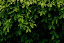 Leaves Of Murraya Paniculata (orange Jasmine, Orange Jessamine, China Box, Mock Orange) On Blurred And Dark Background.