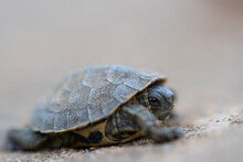 Small Leprous Tortoise Turtle Crawling On Ground