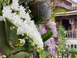 Wall Mural - Beautiful white Rhynchostylis gigantea orchid blooming in a tropical garden, with rustic wooden house in the background. A stunning display of natural beauty and traditional Thai countryside charm