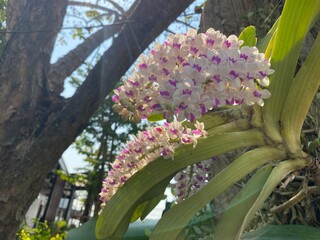 Wall Mural - Close-up of blooming Rhynchostylis gigantea, commonly known as foxtail orchid, with vibrant white and purple flowers against a natural tree background in sunlight. A beautiful tropical epiphytic