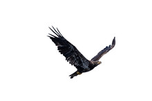 Eagle In The Sky Background Wallpaper Png