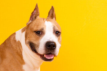 Canvas Print - american staffordshire terrier on yellow background