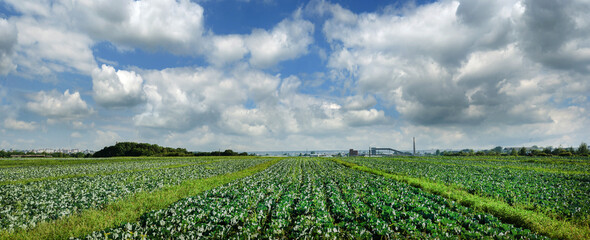 Wall Mural - panoramic view of cabbage plantation with beautiful sky with clouds