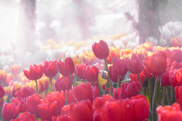 Wall Mural - Colorful tulip flowers in the mist of water against morning sunlight.