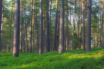  A beautiful natural pine forest in Northern Europe