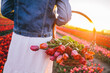 © Photocreo Bednarek - Woman with flowers in the basket on tulip field in spring
